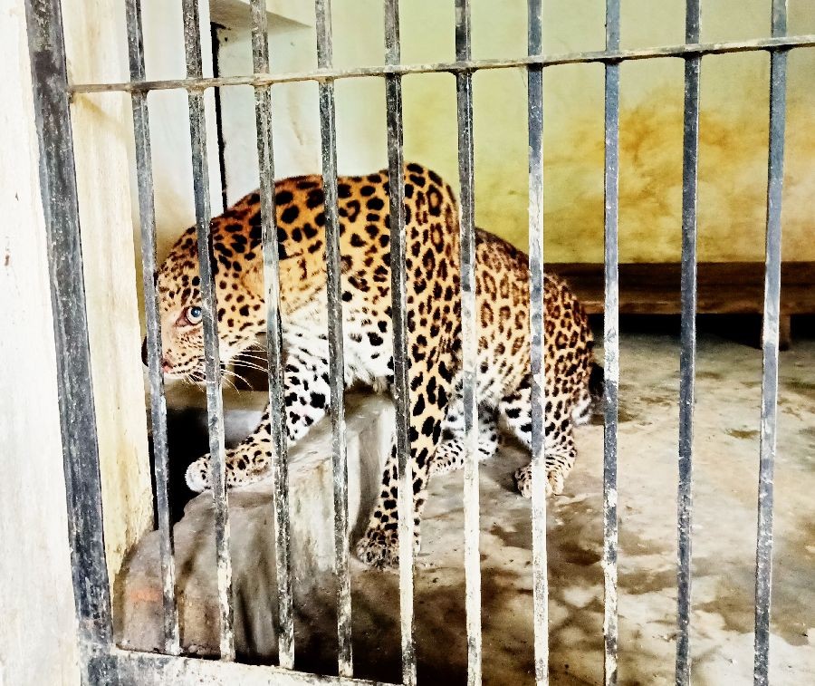 The rescued common leopard in its protected cell at the Nagaland Zoological Park, Dimapur. (Photo Courtesy: NZP)